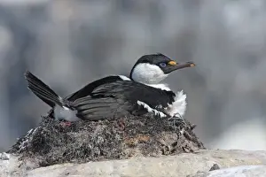 Antarctic Shag (Phalacrocorax bransfieldensis) adult, sitting at nest, Port Lockroy, Antarctic Peninsula, Antarctica, december