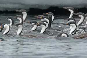 Antarctic Shag (Phalacrocorax bransfieldensis) flock, feeding at sea, Antarctic Peninsula, Antarctica, december