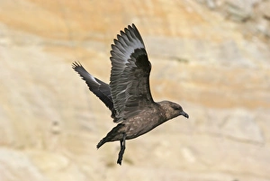 Skua Prints: Antarctic Skua (Catharacta antarctica) adult