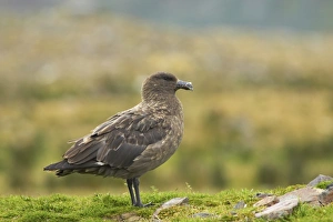 Antarctic Skua (Catharacta antarctica) adult, standing on grass, Fortuna Bay, South Georgia