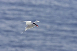 Antarctic Tern (Sterna vittata) adult, in flight, with shrimp in beak, Half Moon Island, South Shetland Islands, Antarctica