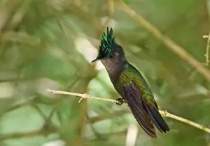 Saint Lucia Prints: Antillean Crested Hummingbird (Orthorhyncus cristatus exilis) adult male