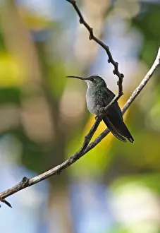 Antillean Mango (Anthracothorax dominicus dominicus) adult female, perched on twig, Los Haitises N. P
