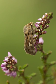 Heathers Prints: Antler Moth (Cerapteryx graminis) adult