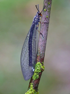 Antlion (Myrmeleon formicarius) adult, resting on twig, Cannobina Valley, Piedmont, Northern Italy, july