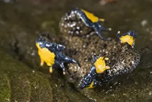 Apennine Yellow-bellied Toad (Bombina pachypus) adult, in unkenreflex defensive posture to show warning colours of underbelly, Italy, september