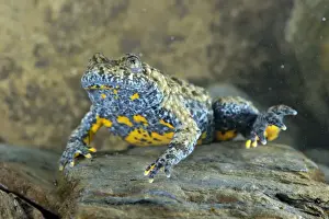 Apennine Yellow-bellied Toad (Bombina pachypus) adult male, underwater during breeding season, Italy, may