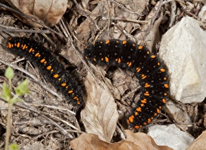 Apollo Butterfly (Parnassius apollo) two caterpillars, amongst leaf litter, Bulgaria, June