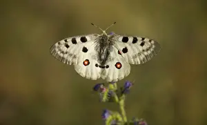 Southeastern Europe Prints: Apollo Butterfly (Parnassius apollo rhodopensis) adult, resting on flower, Bulgaria, July