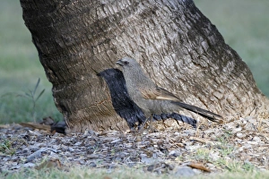 Palm Prints: Apostlebird (Struthidea cinerea) adult