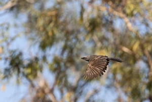 Apostlebird (Struthidea cinerea) adult, in flight, Queensland, Australia