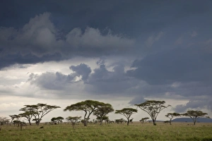 Serengeti Prints: Approaching thunderstorm over savannah habitat, Serengeti N. P. Tanzania, november