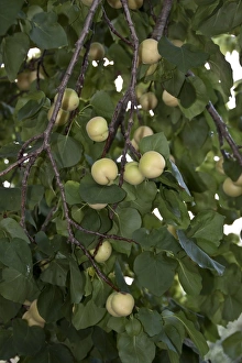 Prunus Prints: Apricot fruits on tree # Spain