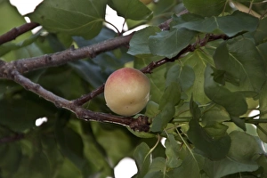 Apricot fruits on tree # Spain