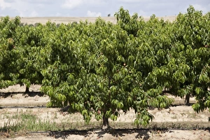 Prunus Prints: Apricot orchard grove # Spain