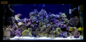 Tank Prints: Aquarium, tropical saltwater fish tank