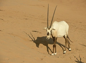 Middle East Prints: Arabian Oryx (Oryx leucoryx) adult