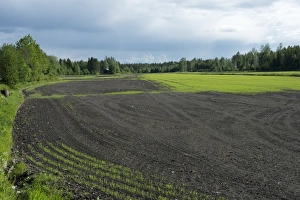 Growth Prints: Arable crop with uneven sprout, Sweden, june