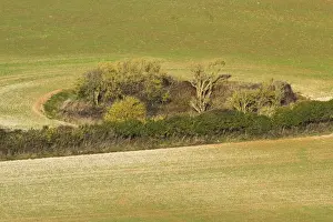 Copse Prints: Arable farmland with hedgerow and small woodland habitat at edge of field