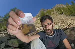 Caught Prints: Arachnologist checking vinegar filled traps to catch spiders for study purposes, Italy