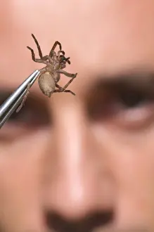 Spider Prints: Arachnologist observing spider in tweezers for study purposes, Italy