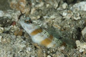 Arcfin Shrimpgoby (Amblyeleotris arcupinna) adult, at burrow entrance, Lembeh Straits, Sulawesi, Sunda Islands