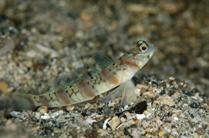 Indopacific Prints: Arcfin Shrimpgoby (Amblyeleotris arcupinna) adult