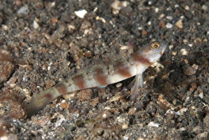 Muck Prints: Arcfin Shrimpgoby (Amblyeleotris arcupinna) adult