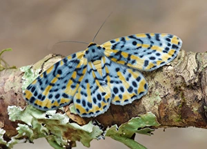 Geometrid Prints: Arch Moth (Bracca matutinata) adult