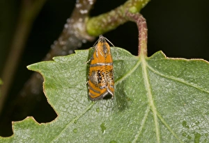 Lepidoptera Prints: Arched Marble (Olethreutes arcuella) adult, resting on leaf, French Pyrenees, France, June