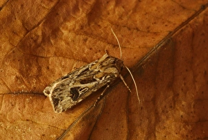 Dart Prints: Archers Dart (Agrotis vestigialis) adult, resting on leaf, Norfolk, England, August