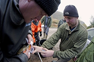 Caught Prints: Arctic Char (Salvelinus alpinus) adult male