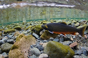 Arctic Char (Salvelinus alpinus) adult male, in breeding colours, swimming underwater in river flowing into glacial