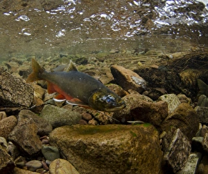 Arctic Char (Salvelinus alpinus) adult male, in breeding colours, swimming underwater in river flowing into glacial