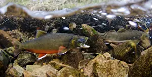 Colour Prints: Arctic Char (Salvelinus alpinus) adult male and female, in breeding colours