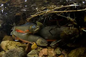 Arctic Char (Salvelinus alpinus) adult males and female, in breeding colours