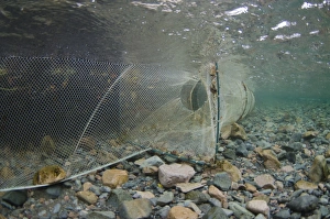 Caught Prints: Arctic Char (Salvelinus alpinus) net, used to catch fish in restocking project