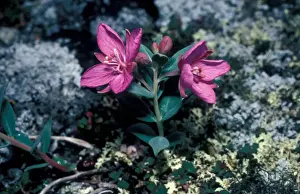 Fflower Prints: Arctic Dwarf Fireweed (Chamaenerion latifolium) Shaftesbury Inlet / Baffin