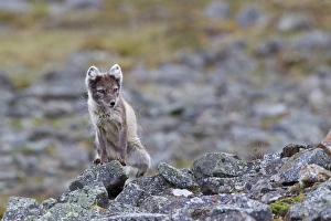 Spitzbergen Prints: Arctic Fox (Alopex lagopus) adult