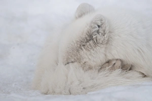 Sleeping Prints: Arctic Fox (Alopex lagopus) adult