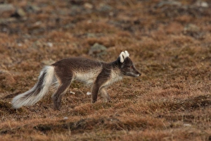 Arctic Fox (Alopex lagopus) adult, summer coat, walking, Longyearbyen, Svalbard, june