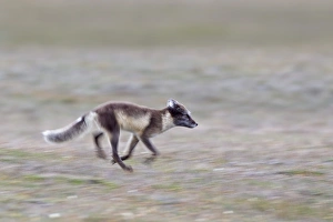Arctic Fox (Alopex lagopus) adult, summer coat, running, Spitzbergen, Svalbard, july