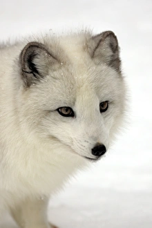 Coats Prints: Arctic Fox (Alopex lagopus) adult