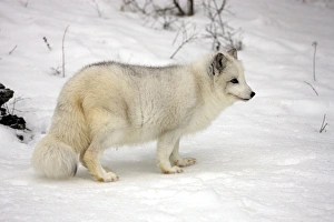 Arctic Fox (Alopex lagopus) adult, white winter coat, standing on snow, winter (captive)