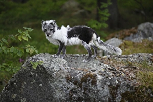 Arctic Fox (Alopex lagopus) adult, in transitional coat, standing on rock, Finland, july