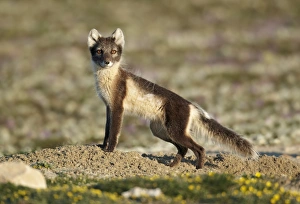 Nunavut Prints: Arctic Fox (Alopex lagopus) adult female
