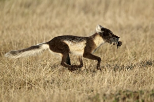 Arctic Fox (Alopex lagopus) adult female, summer coat, running with food in mouth, returning to feed cubs, Nunavut