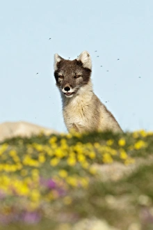 Nunavut Prints: Arctic Fox (Alopex lagopus) adult male