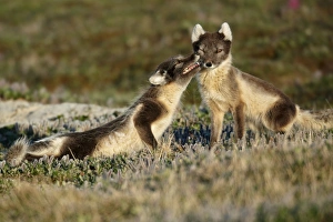 Interacting Prints: Arctic Fox (Alopex lagopus) adult pair
