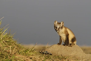 Arctic Fox (Alopex lagopus) cub, sitting at den, North Slope, Barrow, Alaska, U. S. A. july